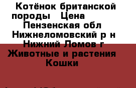 Котёнок британской породы › Цена ­ 1 000 - Пензенская обл., Нижнеломовский р-н, Нижний Ломов г. Животные и растения » Кошки   